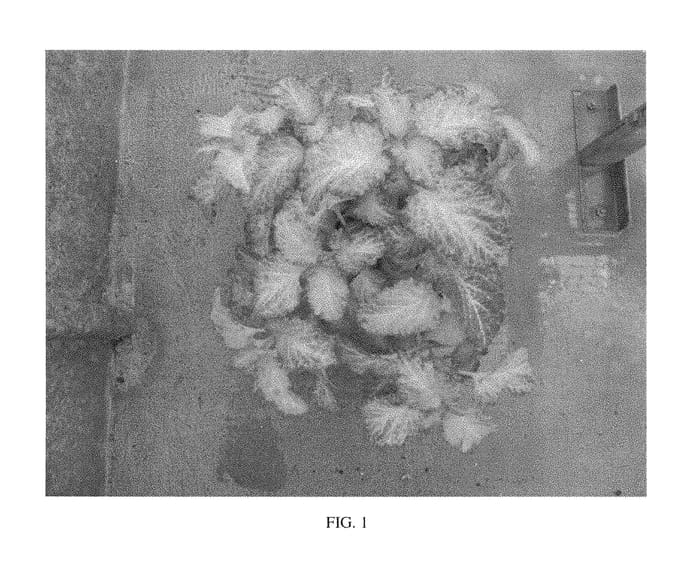 Figure 1 of US plant patent PP28949, the photograph of SAKCOL019 printed in the patent.