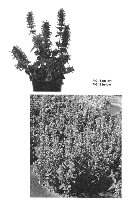 Figure 1 of US plant patent PP28950, the photograph of TNAGAPDB printed in the patent.