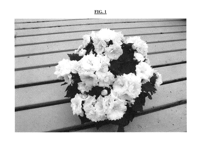 Figure 1 of US plant patent PP28951, the photograph of PKM05 printed in the patent.