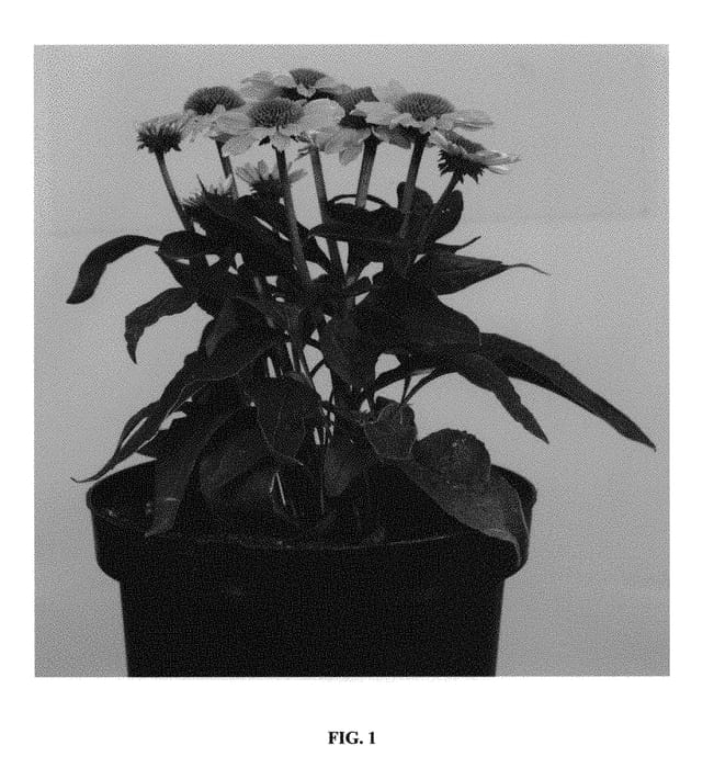 Figure 1 of US plant patent PP28952, the photograph of Tweety printed in the patent.