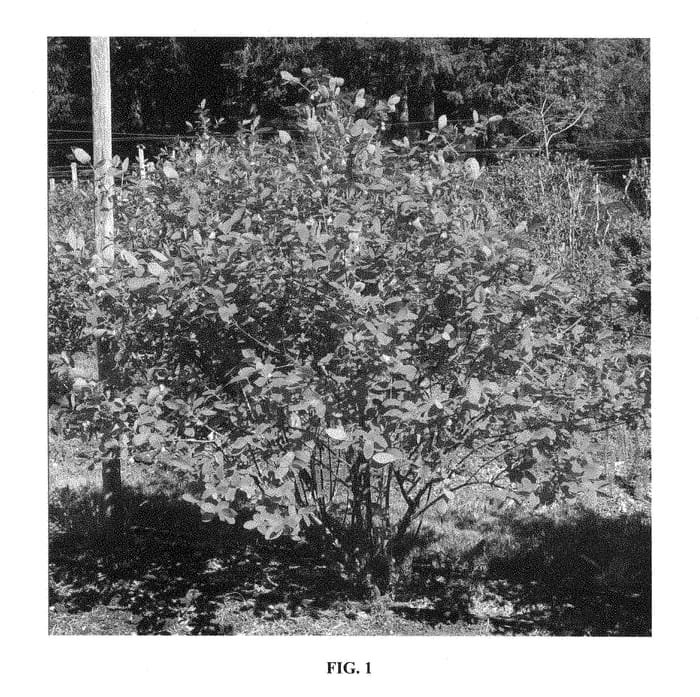 Figure 1 of US plant patent PP28954, the photograph of Pirika printed in the patent.