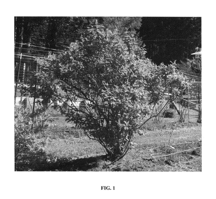 Figure 1 of US plant patent PP28955, the photograph of Willa printed in the patent.