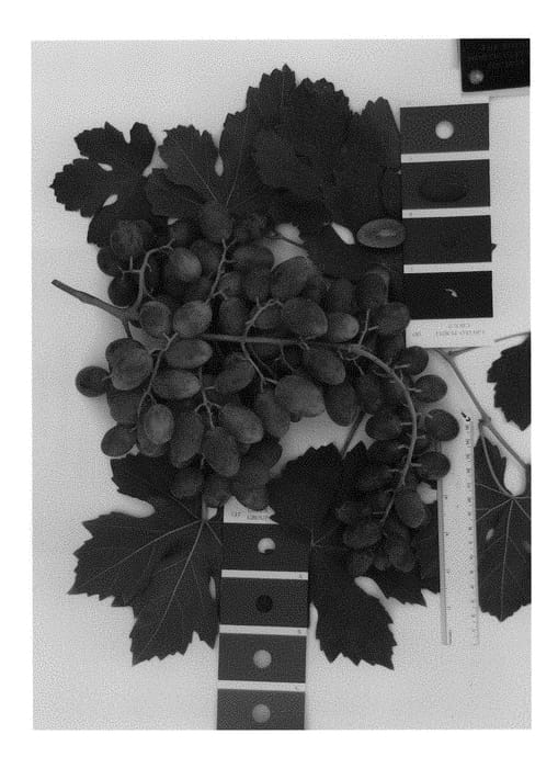 Figure 1 of US plant patent PP28956, the photograph of IFG Twenty-four printed in the patent.