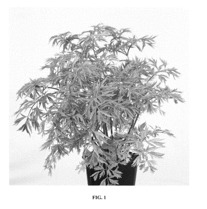 Figure 1 of US plant patent PP28957, the photograph of Jdeboer001 printed in the patent.