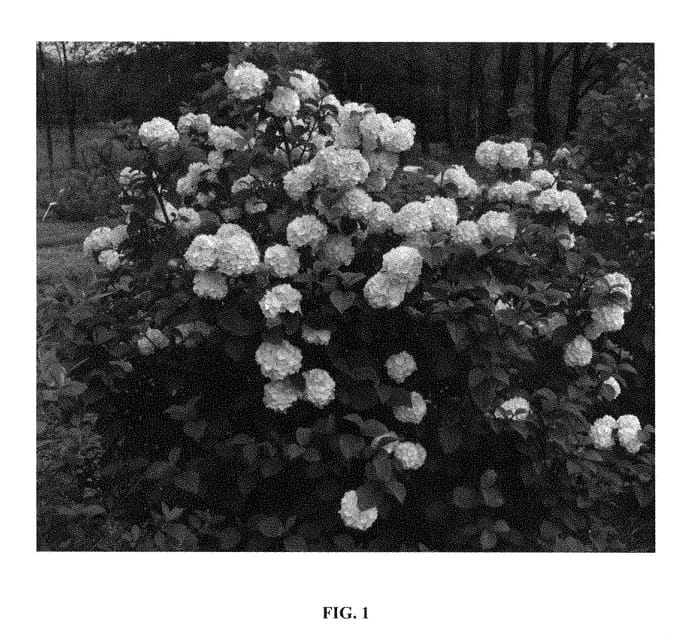 Figure 1 of US plant patent PP28958, the photograph of PIIVIB-II printed in the patent.