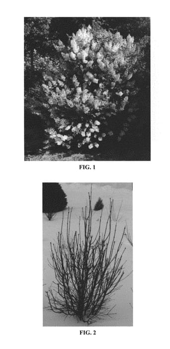Figure 1 of US plant patent PP28959, the photograph of JN Upright Select printed in the patent.