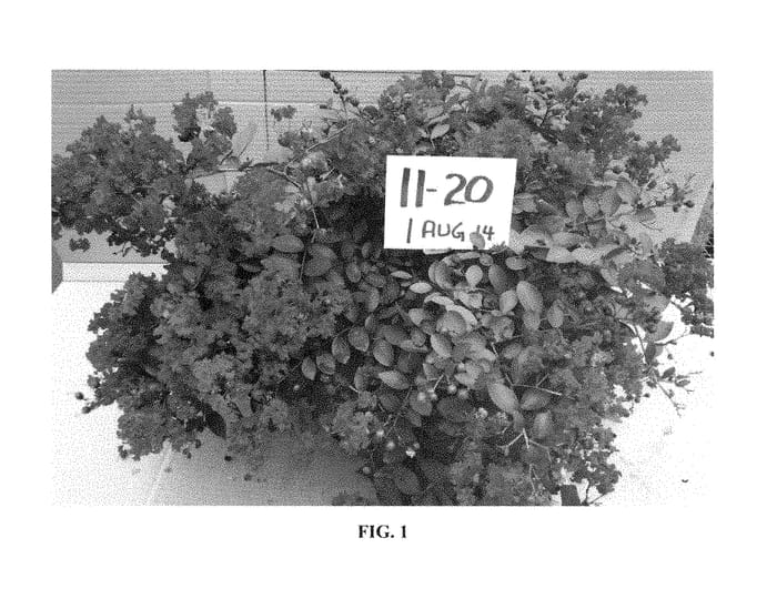 Figure 1 of US plant patent PP28960, the photograph of SB 2011-20 printed in the patent.