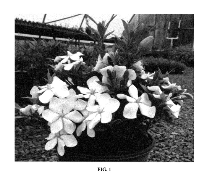 Figure 1 of US plant patent PP28961, the photograph of PS-2013-3 printed in the patent.