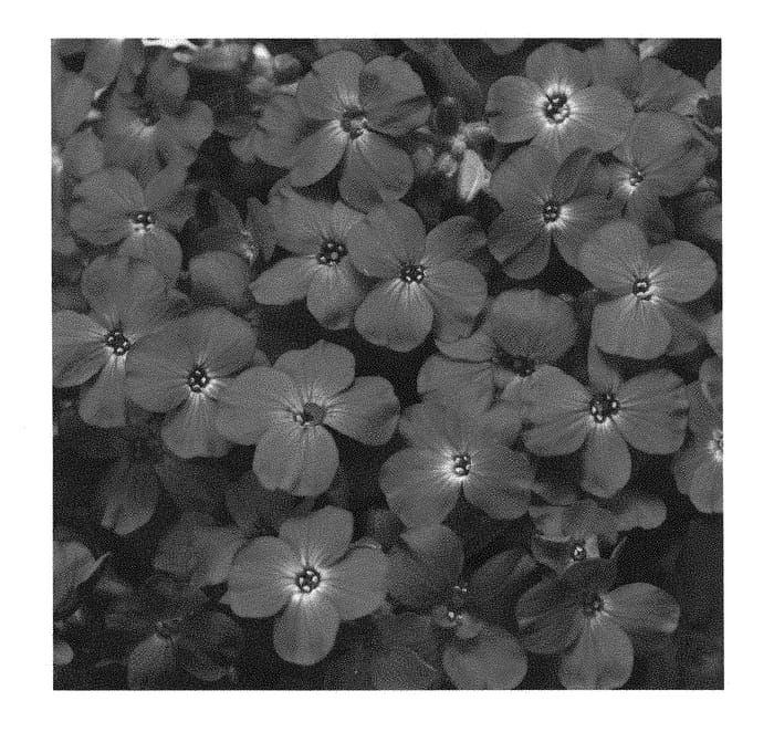 Figure 1 of US plant patent PP28962, the photograph of ABRZ0006 printed in the patent.