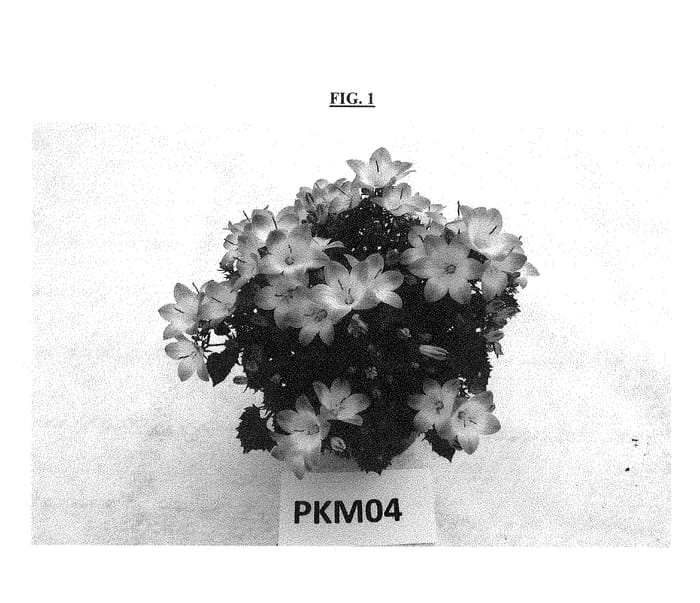 Figure 1 of US plant patent PP28963, the photograph of PKM04 printed in the patent.