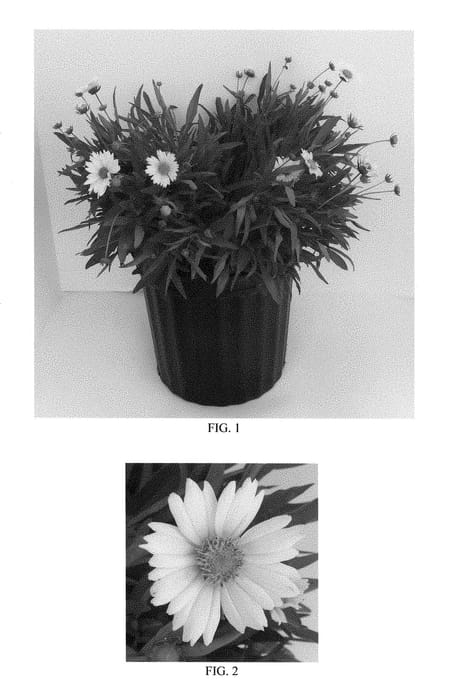 Figure 1 of US plant patent PP28964, the photograph of Balupteam printed in the patent.