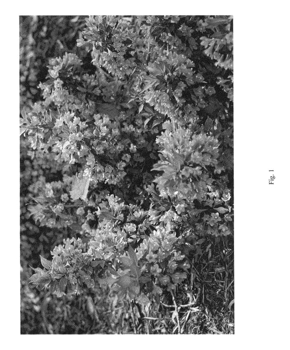 Figure 1 of US plant patent PP28965, the photograph of VUKOZ045203 printed in the patent.