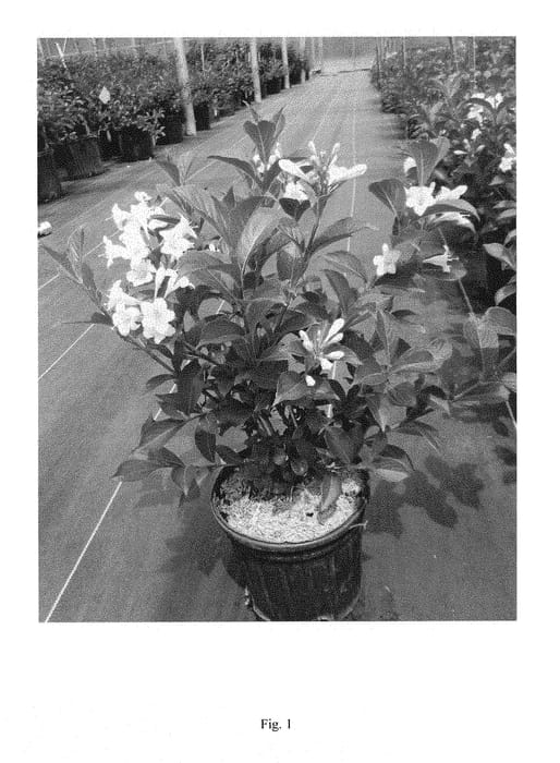 Figure 1 of US plant patent PP28966, the photograph of VUKOZ053929 printed in the patent.