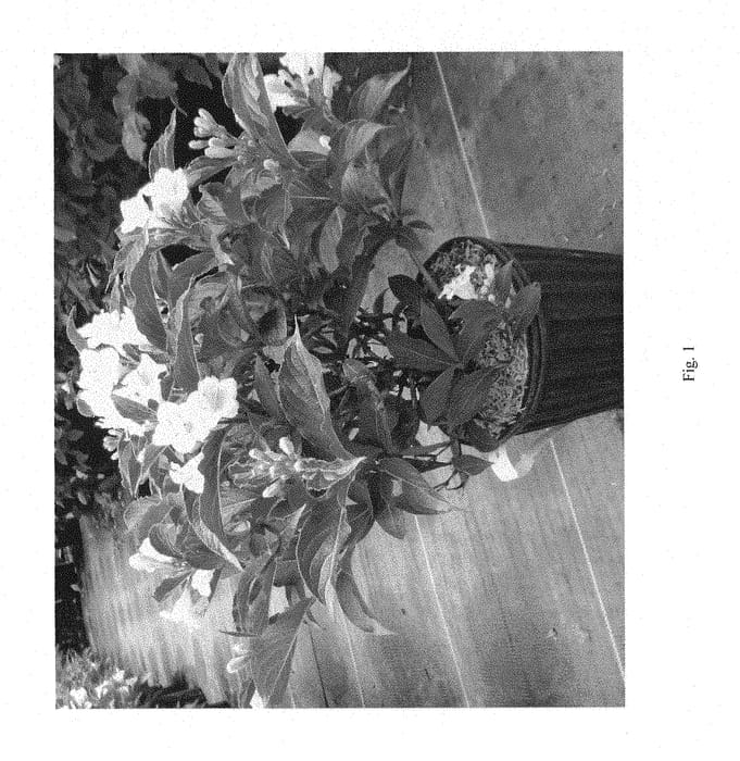 Figure 1 of US plant patent PP28967, the photograph of VUKOZ041323 printed in the patent.