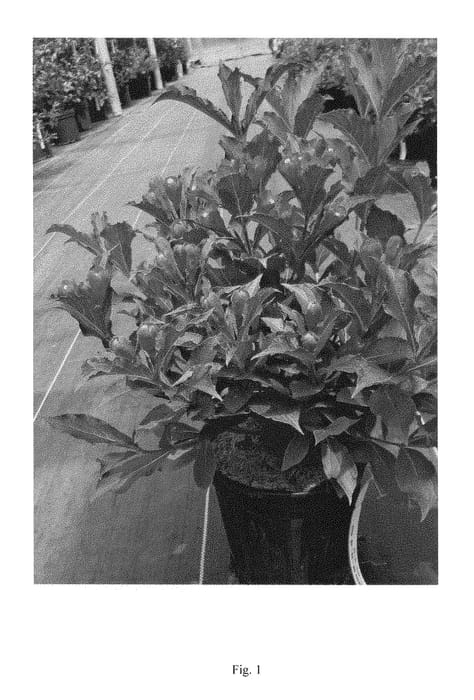 Figure 1 of US plant patent PP28968, the photograph of VUKOZ083328 printed in the patent.