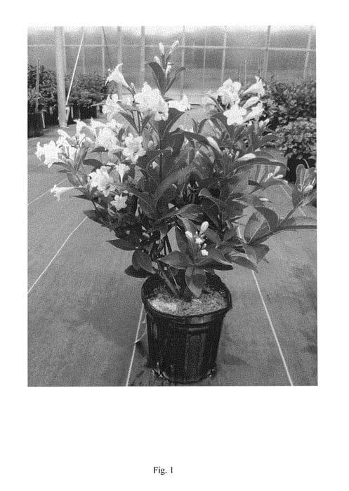 Figure 1 of US plant patent PP28969, the photograph of VUKOZGEMINI printed in the patent.