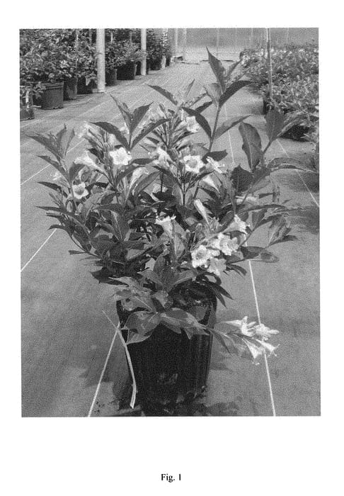 Figure 1 of US plant patent PP28970, the photograph of VUKOZ90345 printed in the patent.