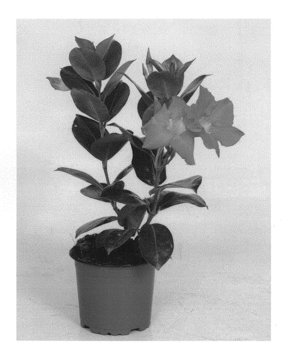 Figure 1 of US plant patent PP28971, the photograph of OOSMANPIN2 printed in the patent.