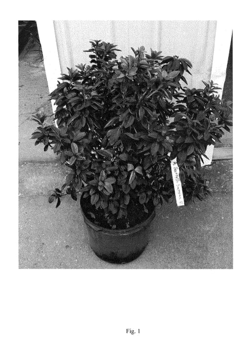 Figure 1 of US plant patent PP28972, the photograph of WHA01 printed in the patent.
