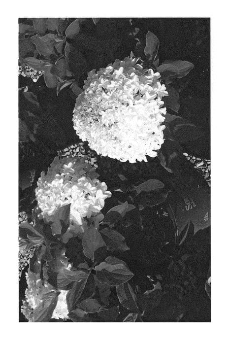 Figure 1 of US plant patent PP28973, the photograph of LEEP1 printed in the patent.