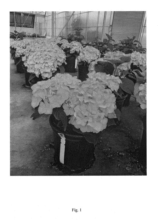 Figure 1 of US plant patent PP28974, the photograph of HMUPSI printed in the patent.