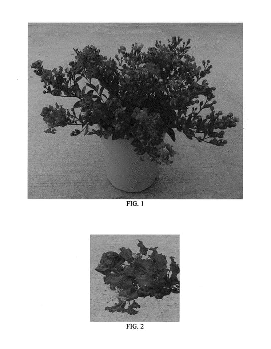 Figure 1 of US plant patent PP28975, the photograph of Congrabel printed in the patent.