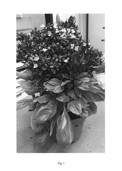 Figure 1 of US plant patent PP28976, the photograph of DBASBLOOM printed in the patent.