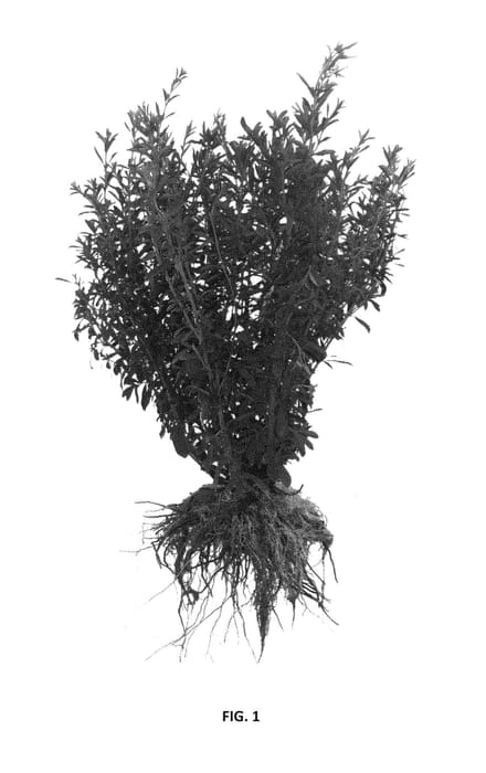 Figure 1 of US plant patent PP28977, the photograph of SW 227 printed in the patent.
