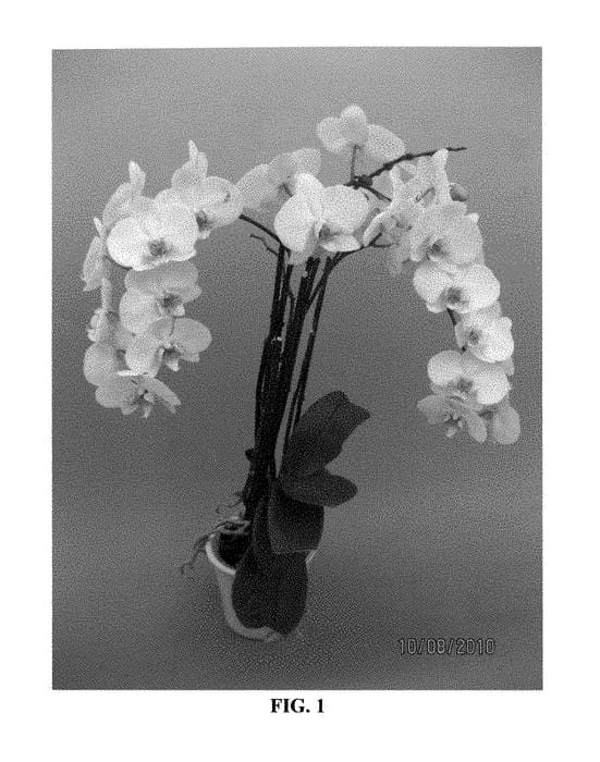 Figure 1 of US plant patent PP28978, the photograph of PHALYFREP printed in the patent.
