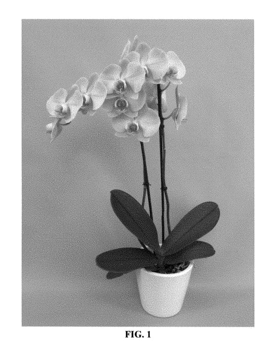 Figure 1 of US plant patent PP28979, the photograph of PHALDTYK printed in the patent.
