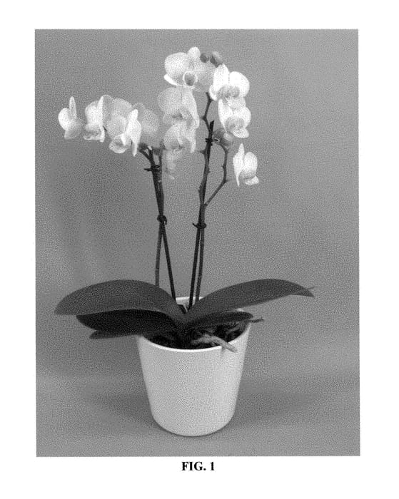 Figure 1 of US plant patent PP28980, the photograph of PHALDRIDOP printed in the patent.