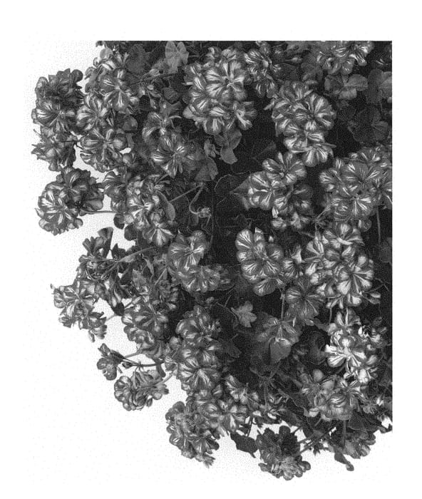 Figure 1 of US plant patent PP28981, the photograph of Pacpemarymex printed in the patent.