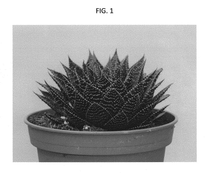 Figure 1 of US plant patent PP28982, the photograph of AMIAL1605 printed in the patent.