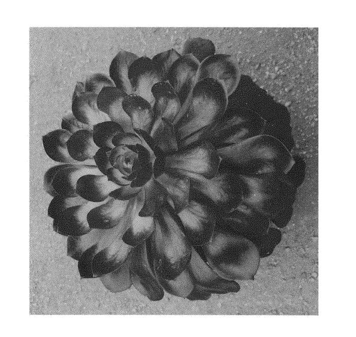 Figure 1 of US plant patent PP28983, the photograph of Black Diamond printed in the patent.