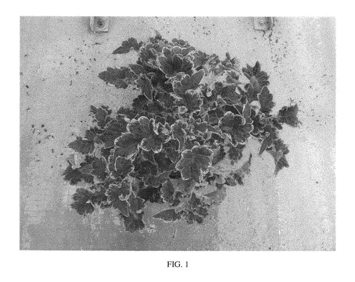 Figure 1 of US plant patent PP28984, the photograph of SAKCOL020 printed in the patent.