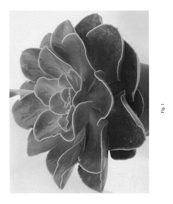 Figure 1 of US plant patent PP28985, the photograph of Fireglow printed in the patent.