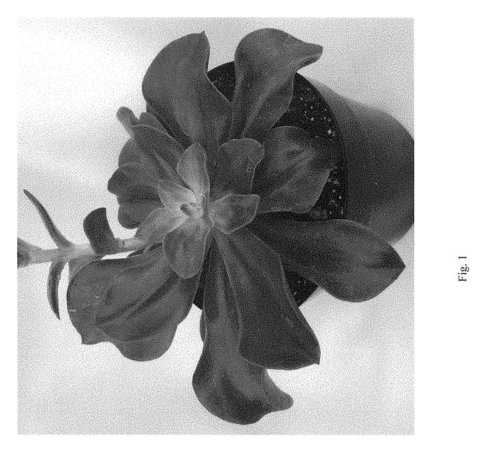 Figure 1 of US plant patent PP28986, the photograph of Autumn Flame printed in the patent.