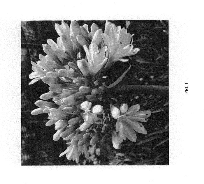 Figure 1 of US plant patent PP28987, the photograph of PMB012 printed in the patent.