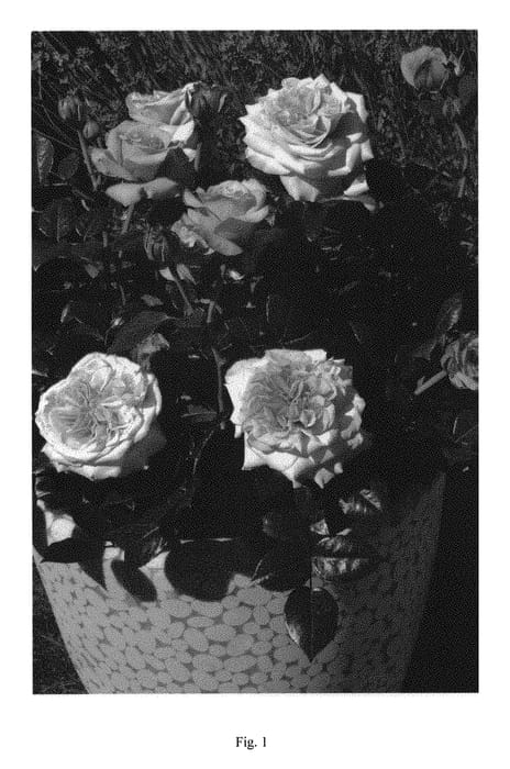 Figure 1 of US plant patent PP28988, the photograph of Noa1811108 printed in the patent.