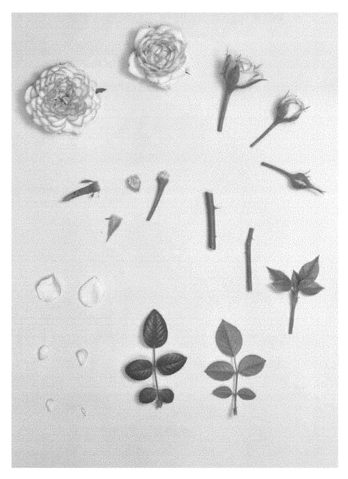 Figure 1 of US plant patent PP28989, the photograph of KORpot060 printed in the patent.