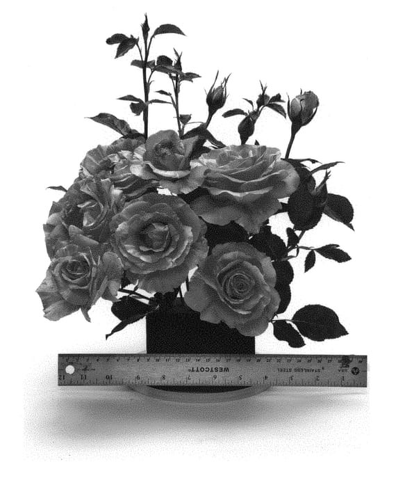 Figure 1 of US plant patent PP28990, the photograph of WEKmeroro printed in the patent.