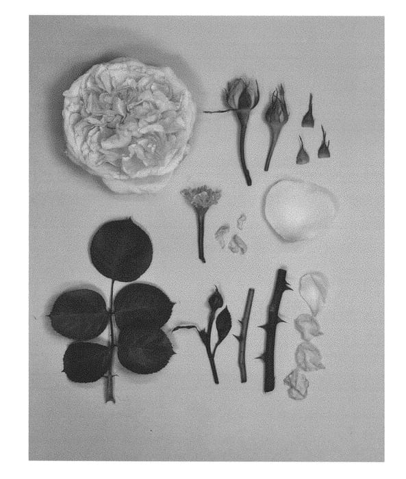 Figure 1 of US plant patent PP28991, the photograph of KORmarzau printed in the patent.