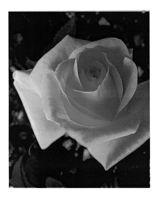 Figure 1 of US plant patent PP28992, the photograph of LIMbird printed in the patent.