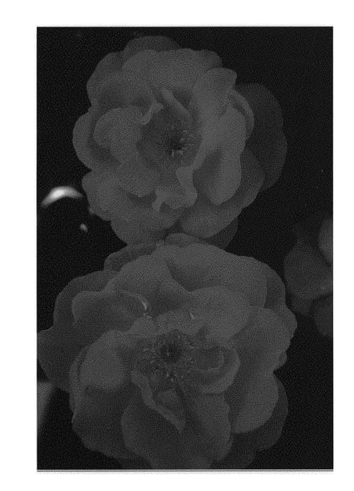 Figure 1 of US plant patent PP28993, the photograph of Radshining printed in the patent.