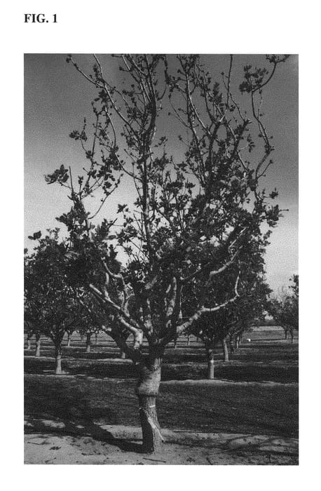 Figure 1 of US plant patent PP28994, the photograph of Famoso printed in the patent.