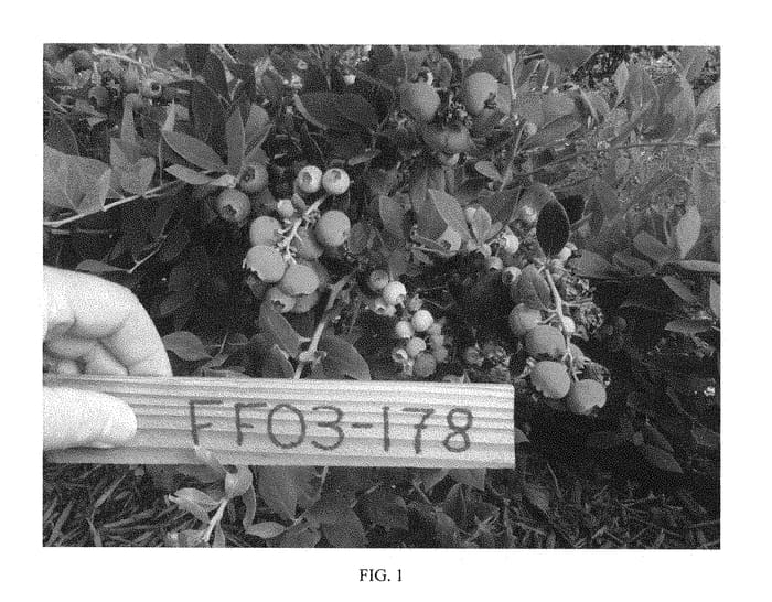 Figure 1 of US plant patent PP28995, the photograph of FF03-178 printed in the patent.