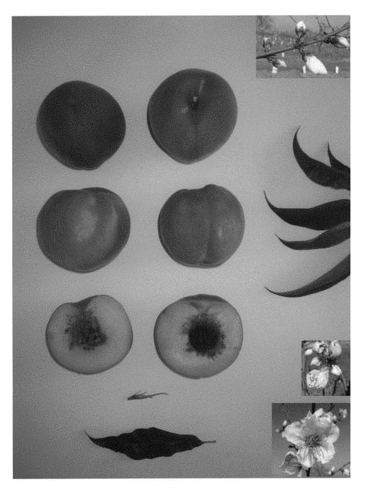 Figure 1 of US plant patent PP28996, the photograph of JULY PRINCESS printed in the patent.