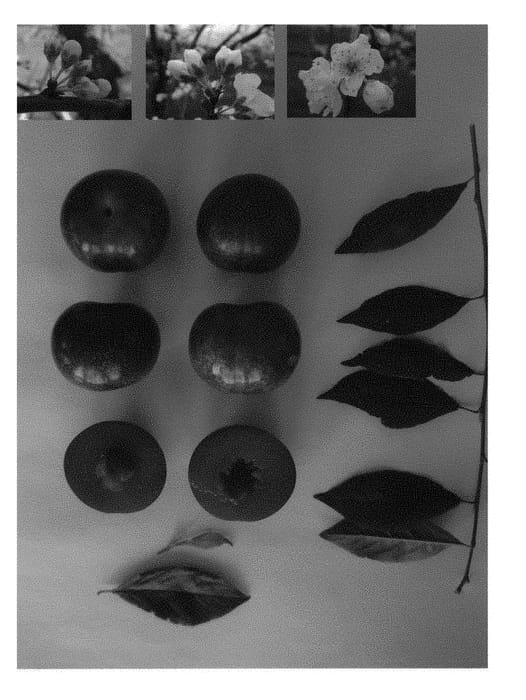 Figure 1 of US plant patent PP28997, the photograph of Plumsweet XX printed in the patent.