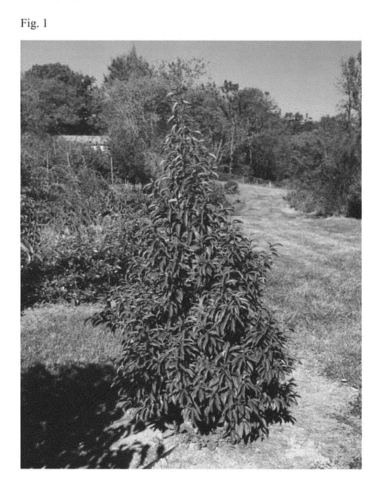 Figure 1 of US plant patent PP28998, the photograph of NCCE1 printed in the patent.