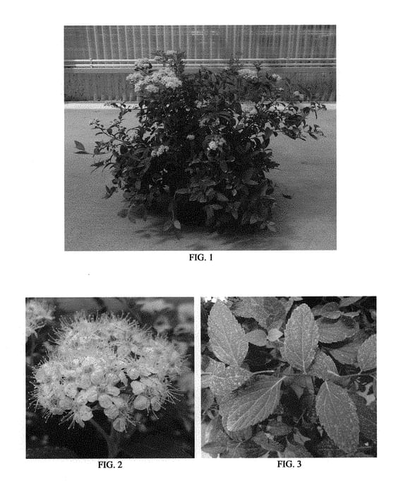 Figure 1 of US plant patent PP28999, the photograph of Conspiyet printed in the patent.